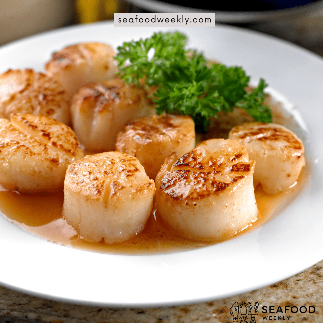 seafood scallops