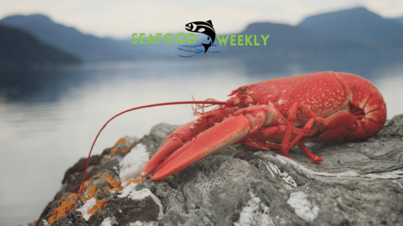 Copy of Copy of Untitled Design Copy of Copy of Untitled Design