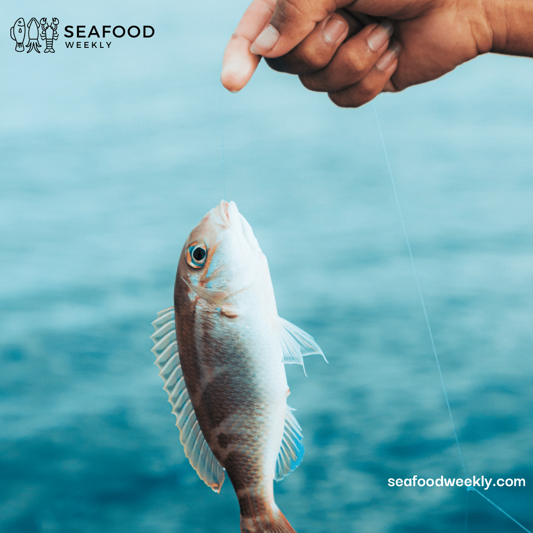 a man catching a porgy fish