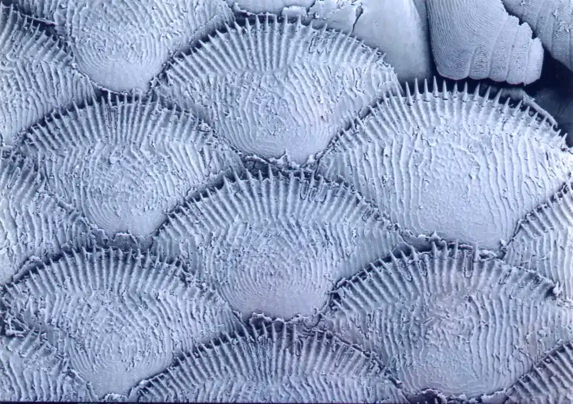 close up of cycloid scales close up of cycloid scales