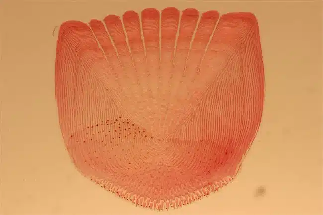 ctenoid scale close up
