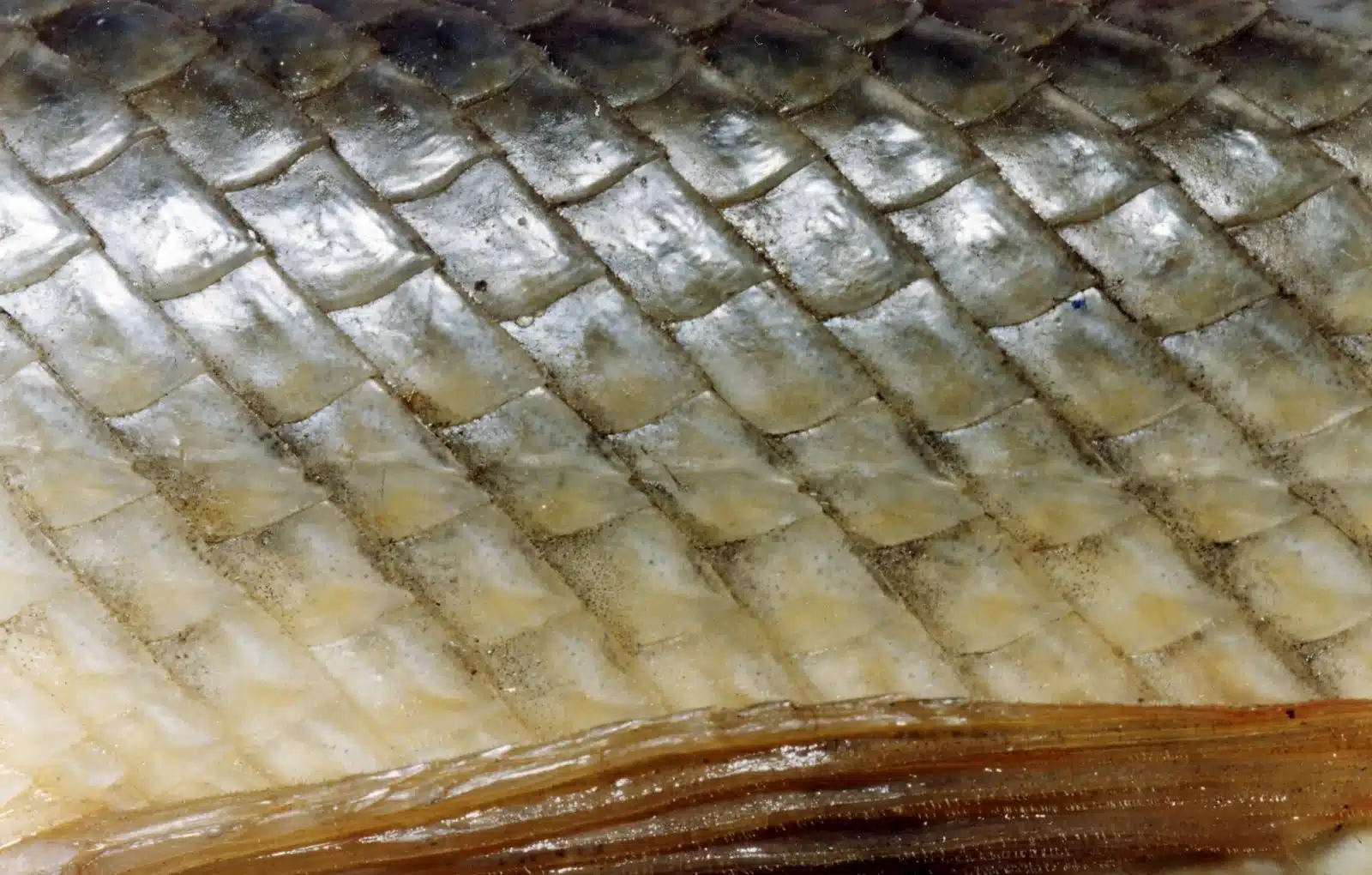 view of ganoid scales of fish view of ganoid scales of fish